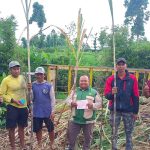 CV. Lang Buana Melaksanakan Dropping Bibit Tebu di Poncokusumo Sesuai Ketentuan, Capai Rata-rata 63 Ribu Mata Tunas per Hektare